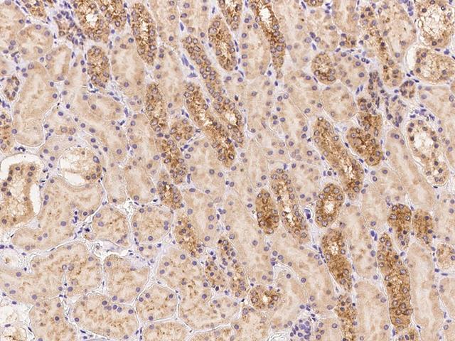 LMBRD2 Antibody - Immunochemical staining of human LMBRD2 in human kidney with rabbit polyclonal antibody at 1:500 dilution, formalin-fixed paraffin embedded sections.