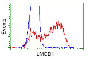 LMCD1 Antibody - HEK293T cells transfected with either overexpress plasmid (Red) or empty vector control plasmid (Blue) were immunostained by anti-LMCD1 antibody, and then analyzed by flow cytometry.