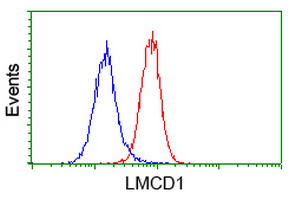 LMCD1 Antibody - Flow cytometry of HeLa cells, using anti-LMCD1 antibody (Red), compared to a nonspecific negative control antibody (Blue).