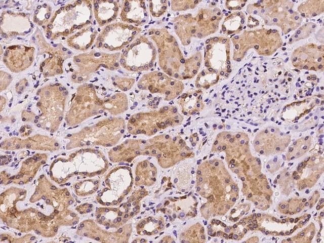 LMCD1 Antibody - Immunochemical staining of human LMCD1 in human kidney with rabbit polyclonal antibody at 1:500 dilution, formalin-fixed paraffin embedded sections.