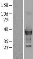 LMCD1 Protein - Western validation with an anti-DDK antibody * L: Control HEK293 lysate R: Over-expression lysate