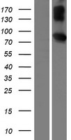 LMLN Protein - Western validation with an anti-DDK antibody * L: Control HEK293 lysate R: Over-expression lysate