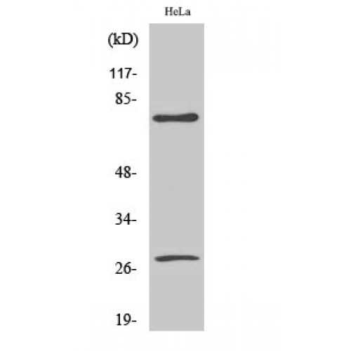 LMNA / Lamin A+C Antibody - Western blot of Cleaved-Lamin A (D230) antibody