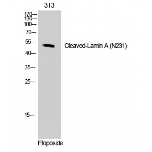 LMNA / Lamin A+C Antibody - Western blot of Cleaved-Lamin A (N231) antibody