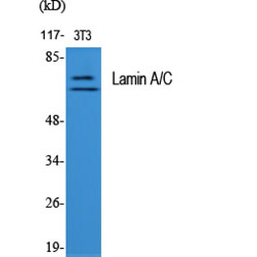 LMNA / Lamin A+C Antibody - Western blot of Lamin A/C antibody