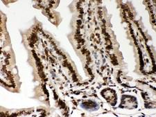 LMNA / Lamin A+C Antibody - Lamin A antibody IHC-paraffin: Mouse Intestine Tissue.