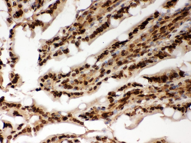LMNA / Lamin A+C Antibody - Lamin A antibody IHC-paraffin: Rat Intestine Tissue.