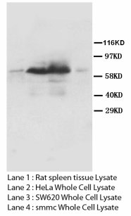 LMNA / Lamin A+C Antibody -  This image was taken for the unconjugated form of this product. Other forms have not been tested.
