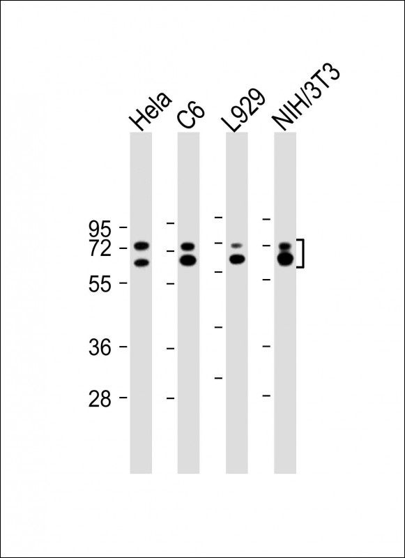 LMNA / Lamin A+C Antibody - All lanes: Anti-LMNA antibody at 1:4000 dilution Lane 1: Hela whole cell lysate Lane 2: C6 whole cell lysate Lane 3: L929 whole cell lysate Lane 4: NIH/3T3 whole cell lysate Lysates/proteins at 20 µg per lane. Secondary Goat Anti-mouse IgG, (H+L), Peroxidase conjugated at 1/10000 dilution. Predicted band size: 74, 65 kDa Blocking/Dilution buffer: 5% NFDM/TBST.