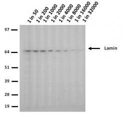 LMNA / Lamin A+C Antibody - HeLa lysate run on 4-12% Bis-Tris 2D gel in 1xMOPS running buffer. Transfer to 0.45um nitrocellulose. Membrane probed with 12A-2F5 (anti-Lamin A/C). Anti-mouse IgG (whole molecule)-AP conjugate (1 in 2000). Detection with BCIP/NBT substrate.