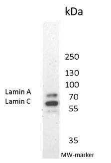 LMNA / Lamin A+C Antibody - Immunoblotting of 131C3 recognizing Nuclear Lamins A and C in human fibroblast lysate