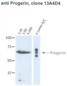 LMNA / Lamin A+C Antibody