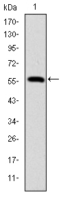 LMNA / Lamin A+C Antibody - Western blot using LMNA monoclonal antibody against human LMNA (AA: 212-477) recombinant protein. (Expected MW is 56.3 kDa)
