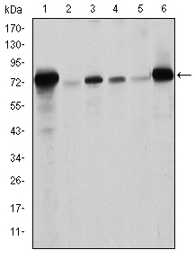 LMNA / Lamin A+C Antibody - Western blot using LMNA mouse monoclonal antibody against Raw264.7 (1), PC-12 (2), THP-1 (3), A431 (4), MCF-7 (5) and Jurkat (6) cell lysate.