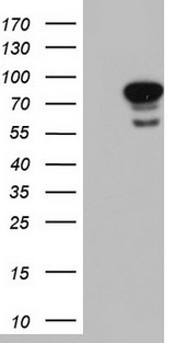 LMNA / Lamin A+C Antibody - HEK293T cells were transfected with the pCMV6-ENTRY control (Left lane) or pCMV6-ENTRY LMNA (Right lane) cDNA for 48 hrs and lysed. Equivalent amounts of cell lysates (5 ug per lane) were separated by SDS-PAGE and immunoblotted with anti-LMNA.