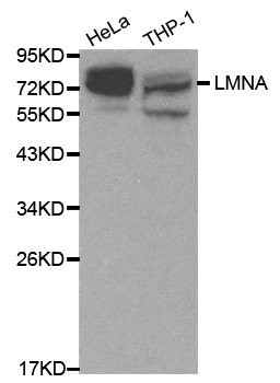 LMNA / Lamin A+C Antibody - Western blot analysis of extracts of various cell lines, using Lamin A/C antibody at 1:1000 dilution. The secondary antibody used was an HRP Goat Anti-Rabbit IgG (H+L) at 1:10000 dilution. Lysates were loaded 25ug per lane and 3% nonfat dry milk in TBST was used for blocking.