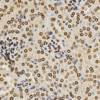 LMNA / Lamin A+C Antibody - Immunohistochemistry of paraffin-embedded mouse kidney using Lamin A/C antibodyat dilution of 1:200 (40x lens).