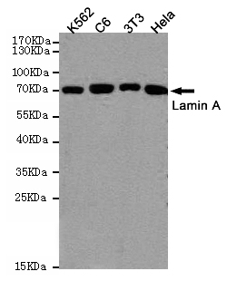 LMNA / Lamin A+C Antibody - Western blot detection of Lamin A in K562, C6, 3T3 and HeLa cell lysates using Lamin A mouse monoclonal antibody (1:1000 dilution). Predicted band size: 74KDa. Observed band size:74KDa.
