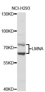 LMNA / Lamin A+C Antibody - Western blot analysis of extracts of NCI-H293 cells, using LMNA antibody. The secondary antibody used was an HRP Goat Anti-Rabbit IgG (H+L) at 1:10000 dilution. Lysates were loaded 25ug per lane and 3% nonfat dry milk in TBST was used for blocking.