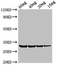LMNA / Lamin A+C Antibody - Western Blot Positive WB detected in Recombinant protein All lanes: PRO1 antibody at 3.4µg/ml Secondary Goat polyclonal to rabbit IgG at 1/50000 dilution Predicted band size: 31 kDa Observed band size: 31 kDa