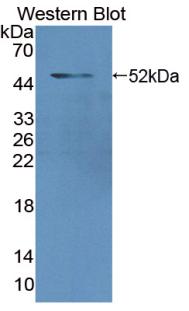LMNA / Lamin A+C Antibody - Western Blot; A.Sample: Recombinant LMNA, Human.