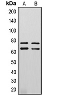 LMNA / Lamin A+C Antibody - Western blot analysis of Lamin A/C (pS392) expression in SHSY5Y (A); mouse heart (B) whole cell lysates.