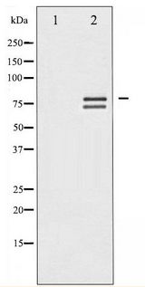 LMNA / Lamin A+C Antibody - Western blot of Lamin A/C phosphorylation expression in HeLa whole cell lysates,The lane on the left is treated with the antigen-specific peptide.