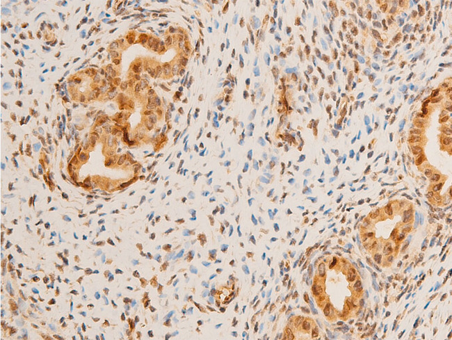 LMNA / Lamin A+C Antibody - 1:100 staining rat uterine tissue by IHC-P. The tissue was formaldehyde fixed and a heat mediated antigen retrieval step in citrate buffer was performed. The tissue was then blocked and incubated with the antibody for 1.5 hours at 22°C. An HRP conjugated goat anti-rabbit antibody was used as the secondary.