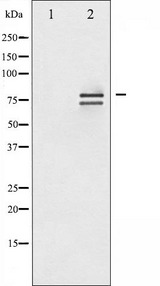 LMNA / Lamin A+C Antibody - Western blot analysis of Lamin A/C phosphorylation expression in HeLa whole cells lysates. The lane on the left is treated with the antigen-specific peptide.