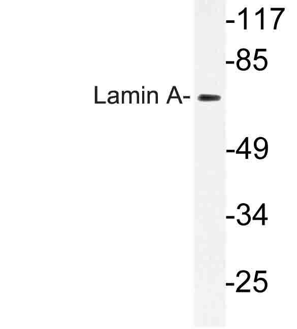 LMNA / Lamin A+C Antibody - Western blot of Lamin A (S17) pAb in extracts from HeLa cells.