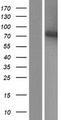 LMNA / Lamin A+C Protein - Western validation with an anti-DDK antibody * L: Control HEK293 lysate R: Over-expression lysate