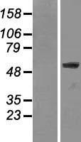 LMNA / Lamin A+C Protein - Western validation with an anti-DDK antibody * L: Control HEK293 lysate R: Over-expression lysate
