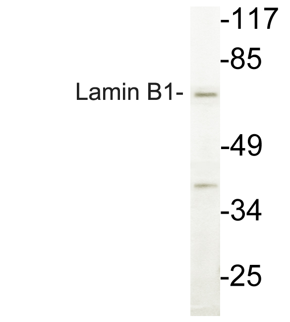 LMNB1 / Lamin B1 Antibody - Western blot analysis of lysate from COLO cells, using Lamin B1 antibody.