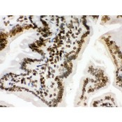 LMNB1 / Lamin B1 Antibody - Lamin B1 antibody IHC-paraffin. IHC(P): Mouse Intestine Tissue.