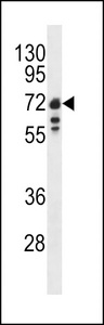 LMNB1 / Lamin B1 Antibody - Western blot of Lamin B1 antibody in Ramos cell line lysates (35 ug/lane). Lamin B1 (arrow) was detected using the purified antibody.