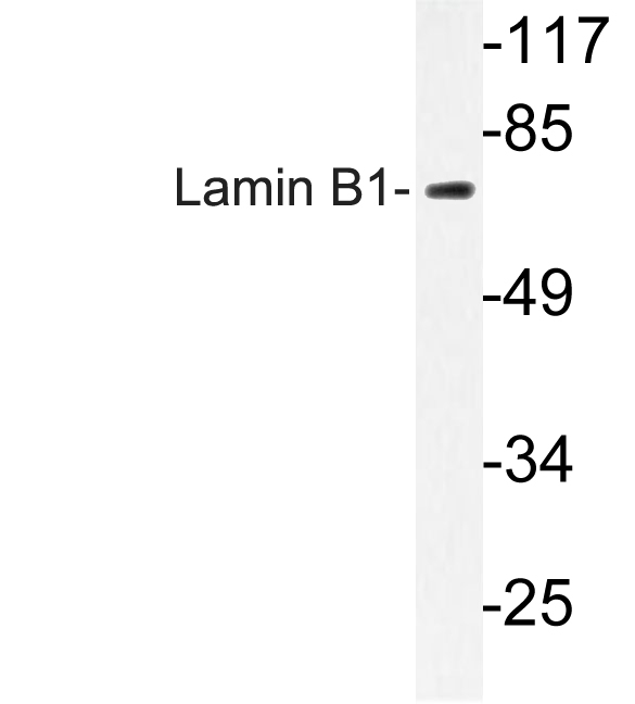 LMNB1 / Lamin B1 Antibody - Western blot of Lamin B1 (L75) pAb in extracts from COLO cells.