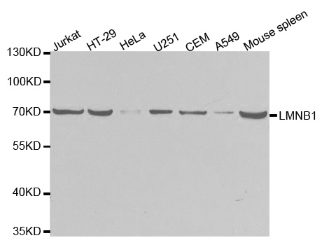LMNB1 / Lamin B1 Antibody - Western blot analysis of extracts of various cell lines.