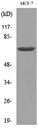 LMNB1 / Lamin B1 Antibody - Western blot analysis of lysate from MCF7 cells, using LMNB1 Antibody.