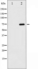 LMNB1 / Lamin B1 Antibody - Western blot analysis of Lamin B expression in COLO cells. The lane on the left is treated with the antigen-specific peptide.