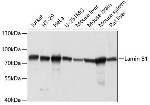 LMNB1 / Lamin B1 Antibody - Western blot analysis of extracts of various cell lines using Lamin B1 Polyclonal Antibody at dilution of 1:3000.