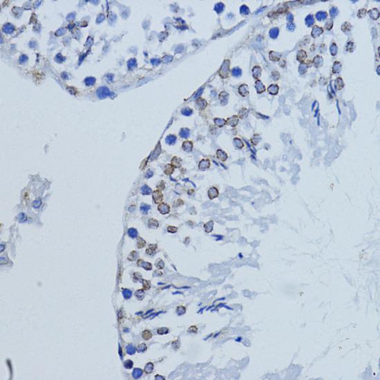 LMNB1 / Lamin B1 Antibody - Immunohistochemistry of paraffin-embedded Rat testis using LMNB1 Polyclonal Antibody at dilution of 1:200 (40x lens).