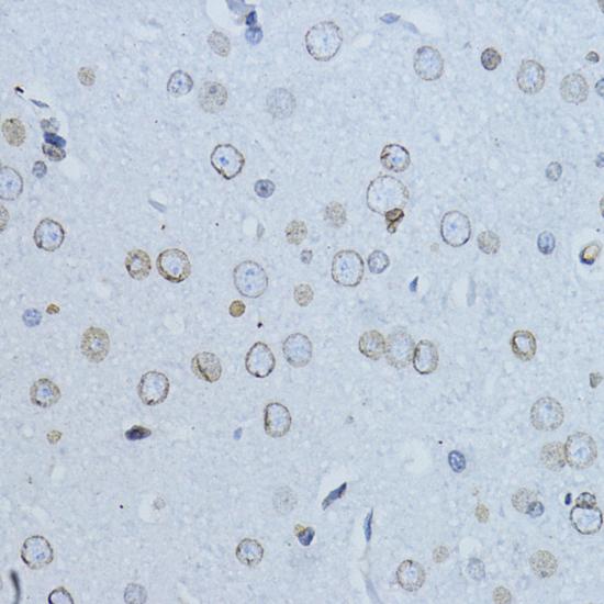 LMNB1 / Lamin B1 Antibody - Immunohistochemistry of paraffin-embedded Rat brain using LMNB1 Polyclonal Antibody at dilution of 1:200 (40x lens).