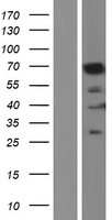 LMNB1 / Lamin B1 Protein - Western validation with an anti-DDK antibody * L: Control HEK293 lysate R: Over-expression lysate