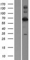 LMNB2 / Lamin B2 Protein - Western validation with an anti-DDK antibody * L: Control HEK293 lysate R: Over-expression lysate