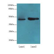 LMNTD1 / IFLTD1 Antibody - Western blot. All lanes: LMNTD1 antibody at 12 ug/ml. Lane 1: MCF7 whole cell lysate. Lane 2: Mouse liver tissue. Secondary Goat polyclonal to Rabbit IgG at 1:10000 dilution. Predicted band size: 43 kDa. Observed band size: 43 kDa.