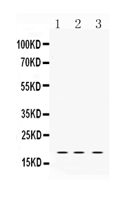 LMO1 Antibody - Western blot - Anti-LMO1 Picoband Antibody