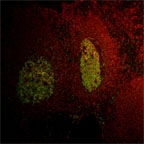 LMO2 Antibody - LMO2 Antibody (1A9-3B11) - Immunofluorescent labeling of LMO2 (green) in tonsil tissue.  This image was taken for the unconjugated form of this product. Other forms have not been tested.