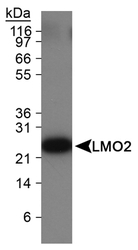 LMO2 Antibody - LMO2 Antibody (1A9-3B11) - Detection of LMO2 in Ramos cell lysate.  This image was taken for the unconjugated form of this product. Other forms have not been tested.