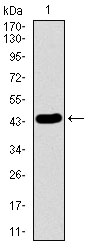 LMO2 Antibody - Western blot using LMO2 monoclonal antibody against human LMO2 recombinant protein. (Expected MW is 43.9 kDa)