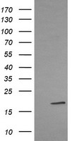 LMO2 Antibody - HEK293T cells were transfected with the pCMV6-ENTRY control (Left lane) or pCMV6-ENTRY LMO2 (Right lane) cDNA for 48 hrs and lysed. Equivalent amounts of cell lysates (5 ug per lane) were separated by SDS-PAGE and immunoblotted with anti-LMO2.